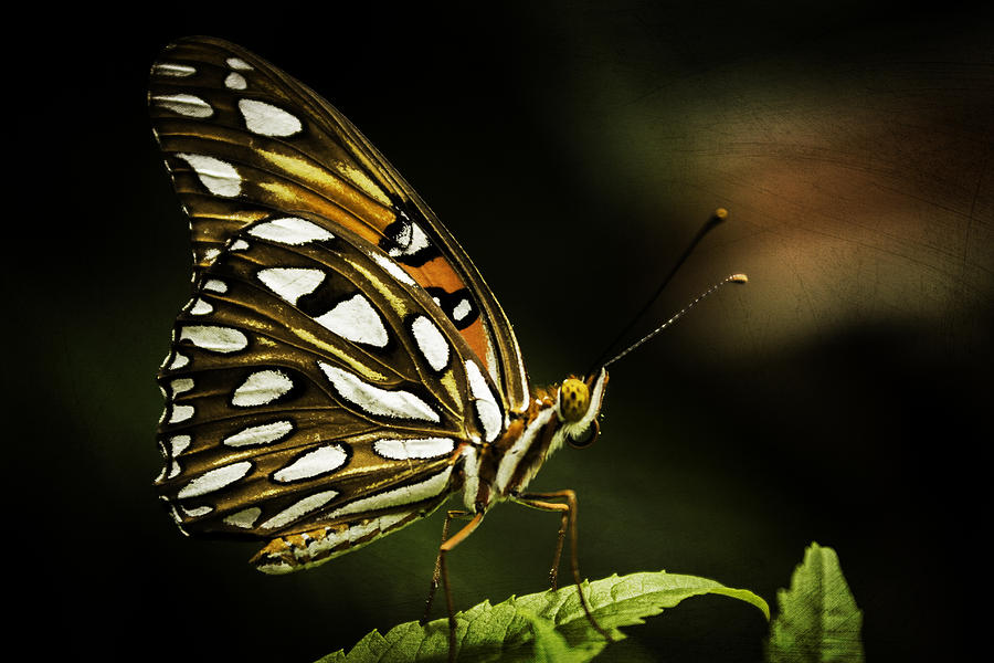 Passion Butterfly Photograph by George Kenhan