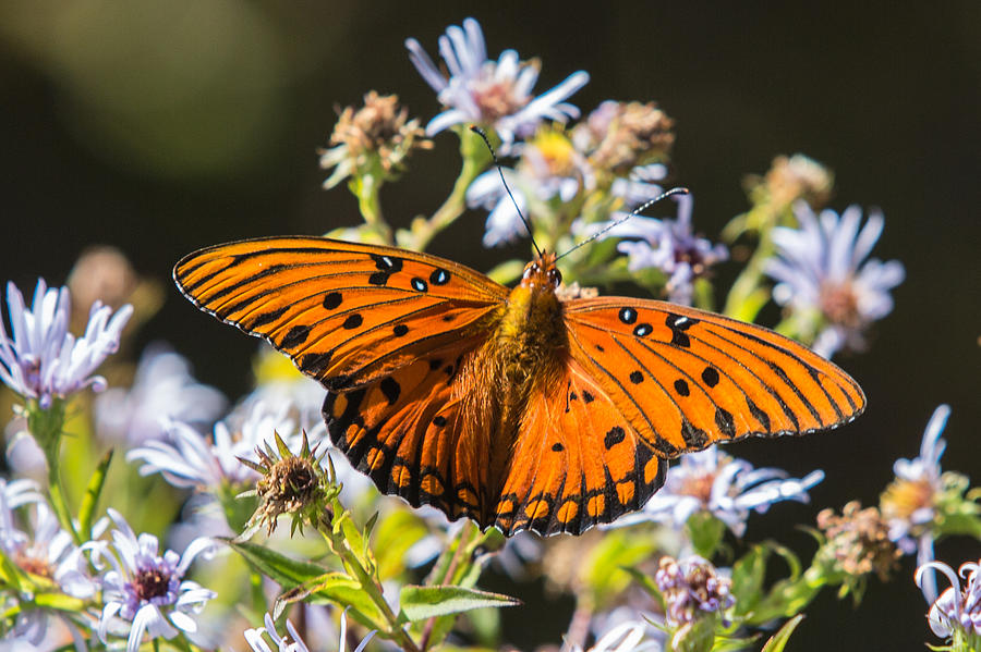Passion Butterfly Photograph by John Haldane