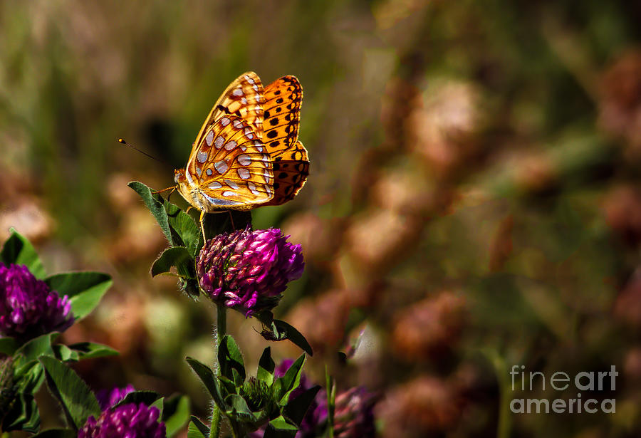 Butterfly Photograph - Passion Butterfly by Robert Bales
