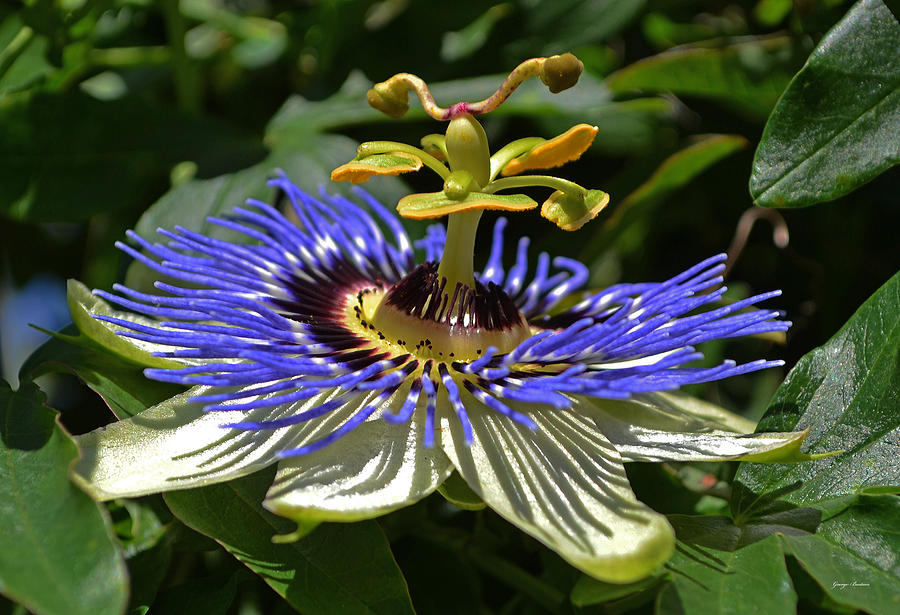 Passion Flower 006 Photograph by George Bostian