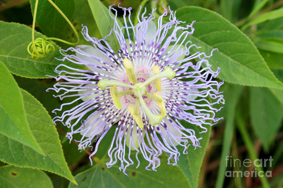 Passion Flower Photograph by Adam Long