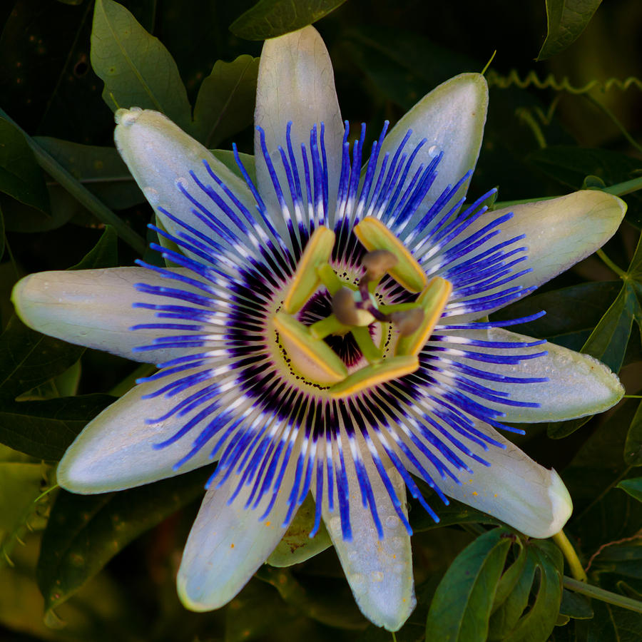 Nature Photograph - Passion Flower Aglow by Lynne Jenkins