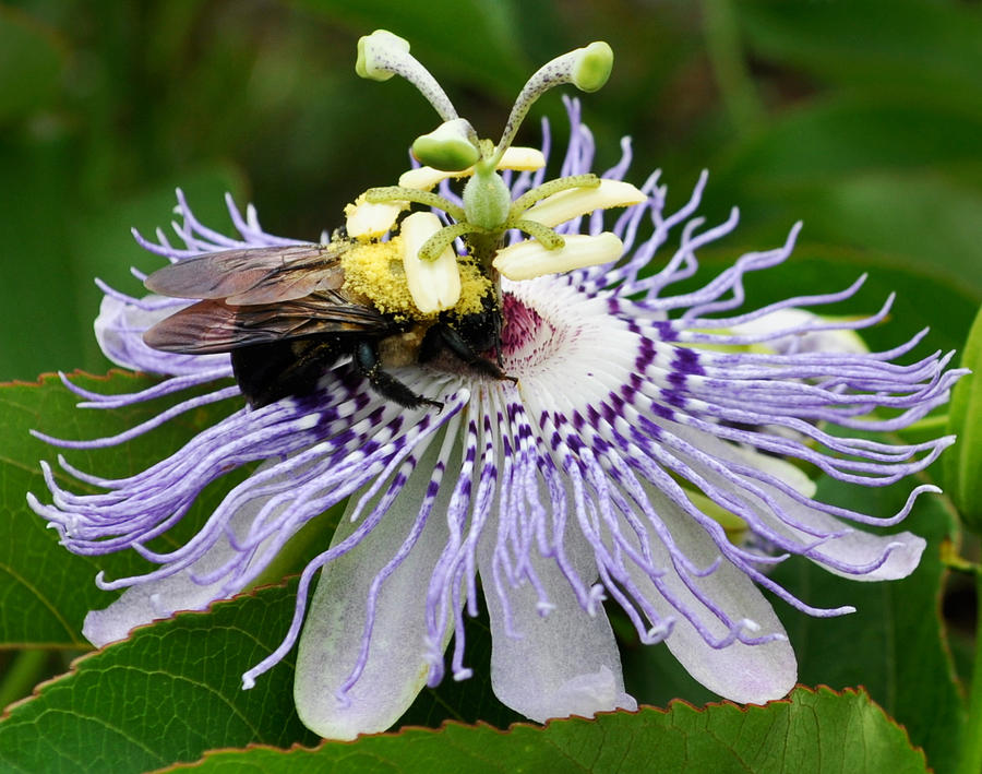 Passion Flower and Bee Photograph by Randi Kuhne