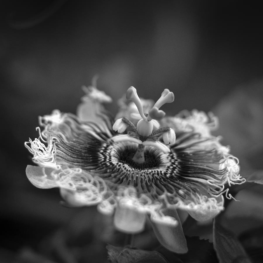 Passion Flower Black And White Photograph