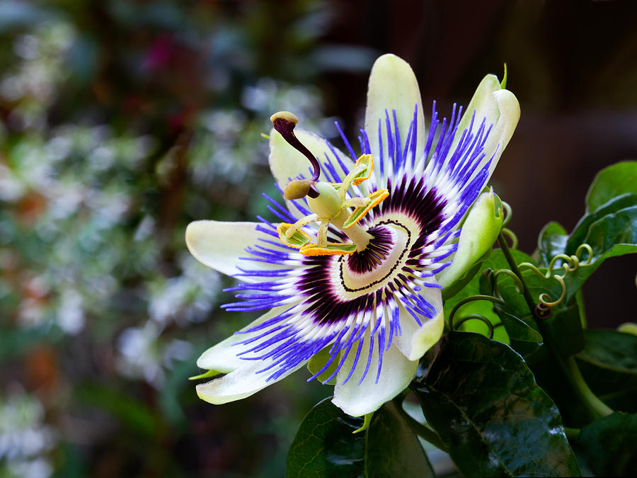 Passion flower Photograph by Charles Lupica