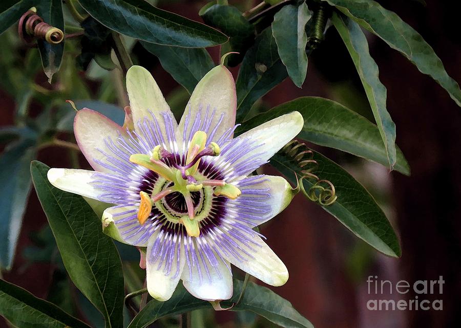 Passion Flower Photograph by Chris Anderson
