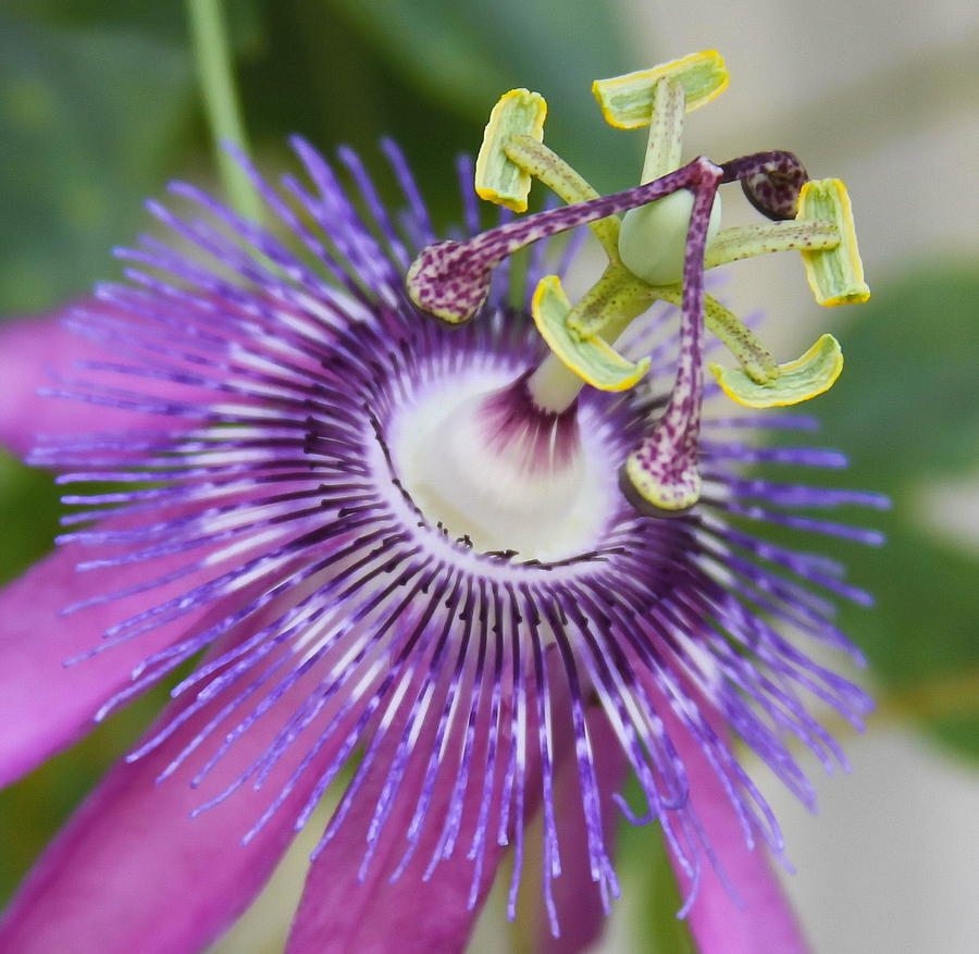 Flower Photograph - Passion Flower Close Up by Cathy Lindsey