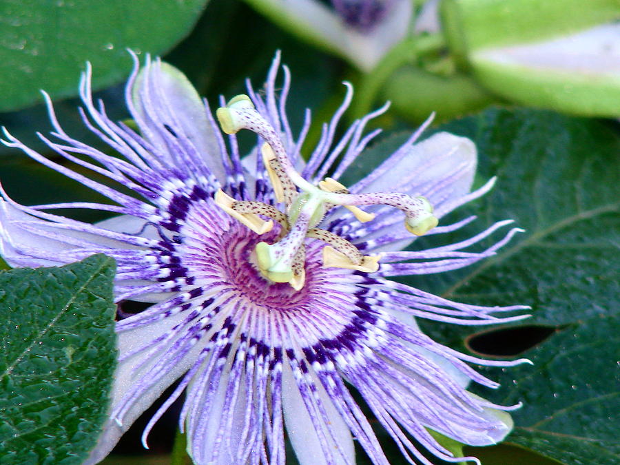 Passion Flower Photograph by Cynthia  Clark
