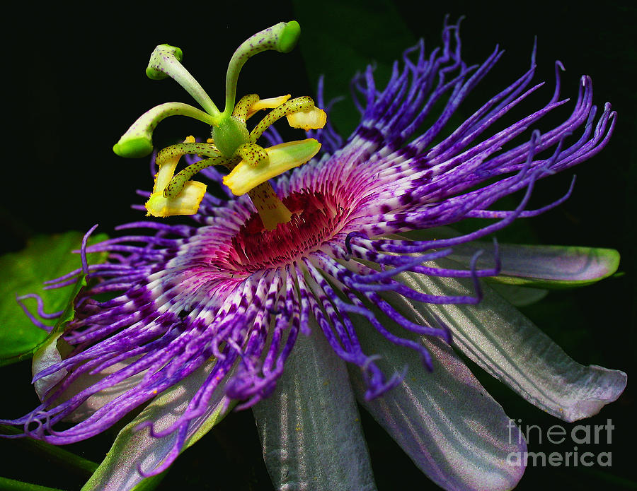 Passion Flower Photograph by Douglas Stucky
