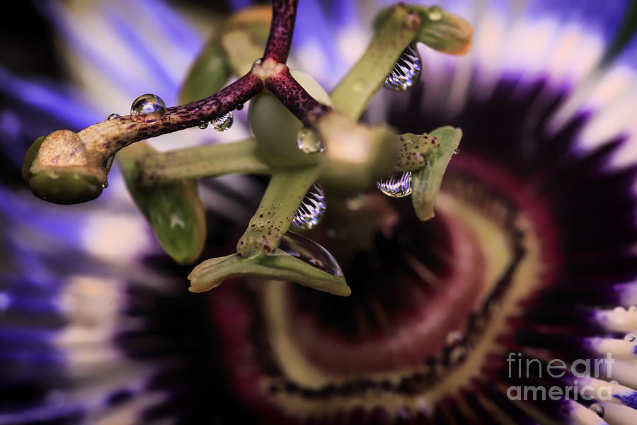 Purple Passion Flower Photograph - Passion Flower Droplets by Mary Lou Chmura