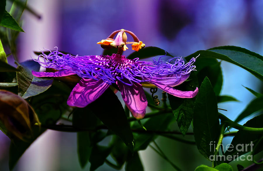Passion Flower  Photograph by Elaine Manley