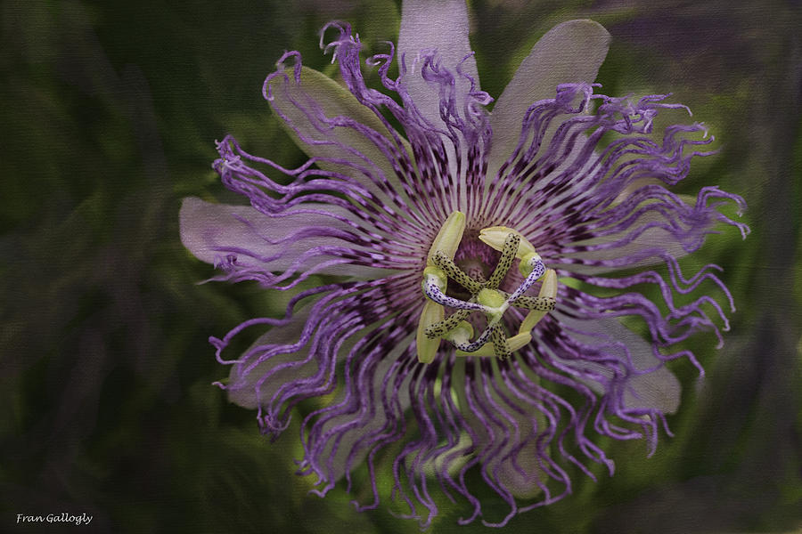 Passion Flower Photograph by Fran Gallogly