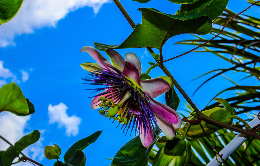 Passion Flower Photograph by George Kenhan