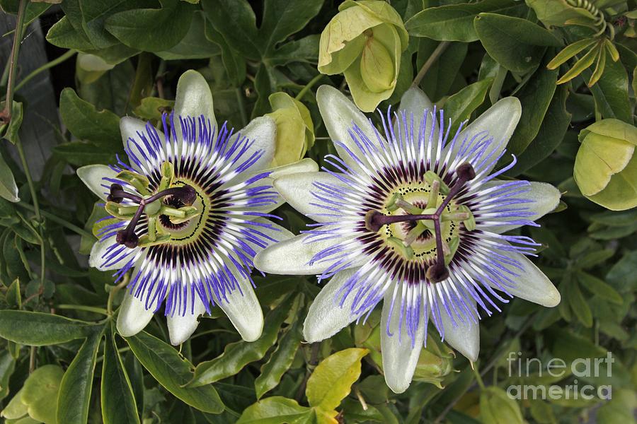 Flower Photograph - Passion Flower Hybrid Cultivar by Tony Craddock