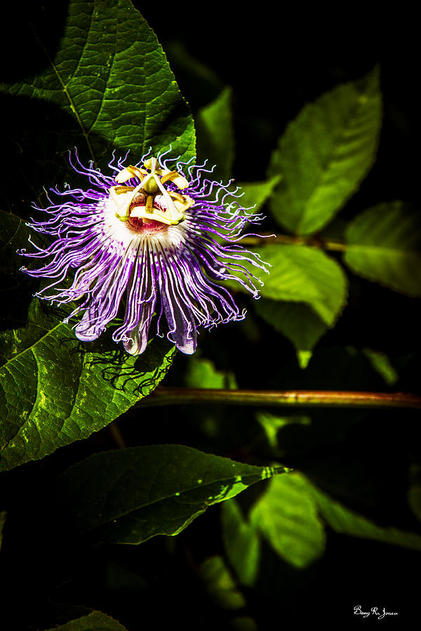 Blossom - Floral - Passion Flower 1 Photograph by Barry Jones