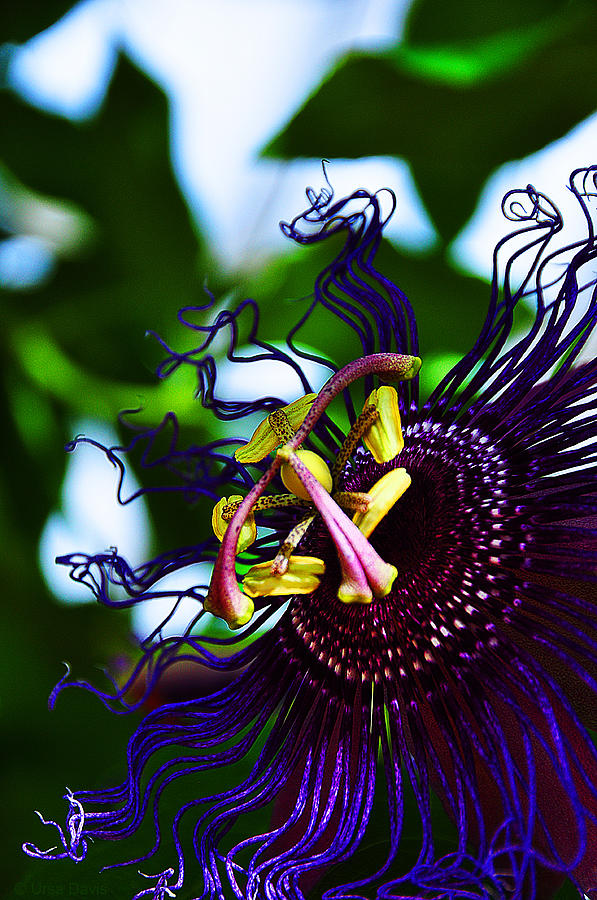 Passion Flower II Photograph