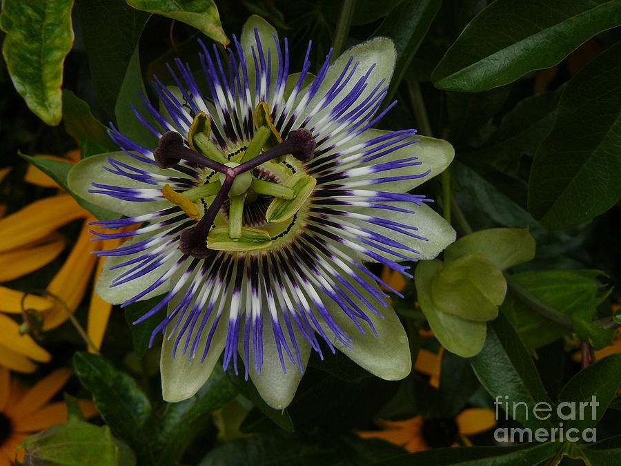 Passion Flower Photograph by Jane Ford