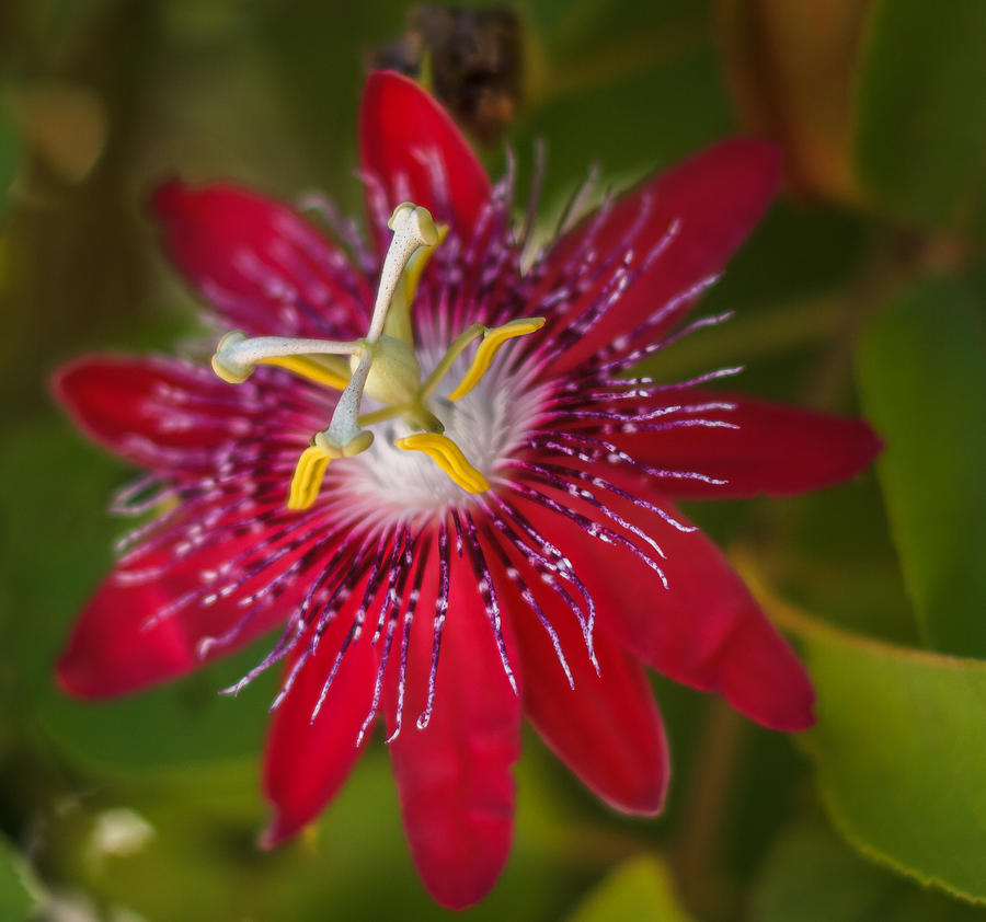 Passion flower Photograph by Jane Luxton