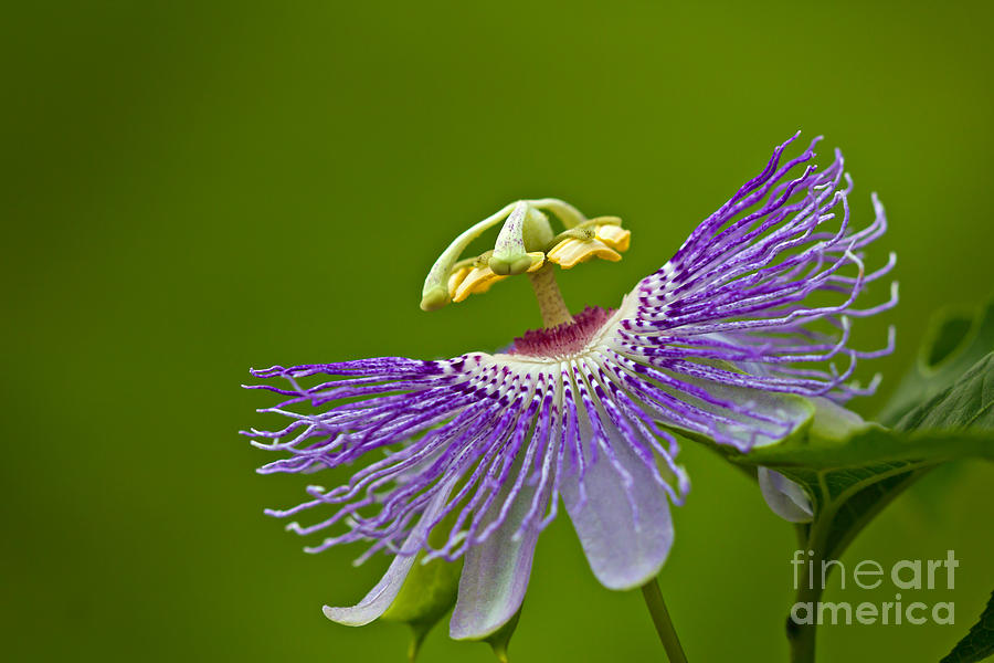 Nature Photograph - Passion Flower by Joan McCool