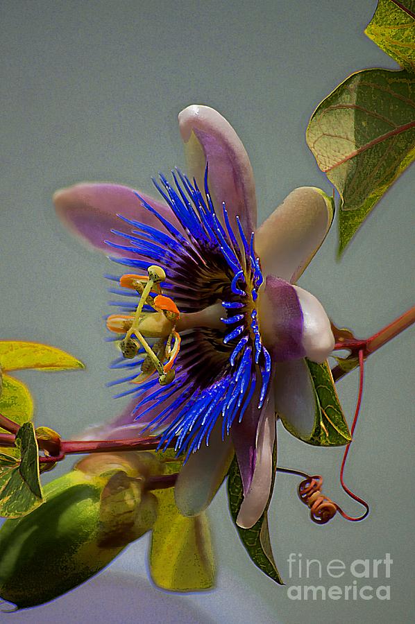 Passion Flower Photograph by John  Kolenberg