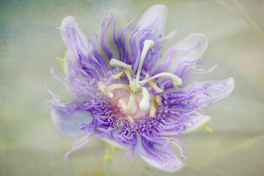 Passion Flower Photograph by Judy Hall-Folde
