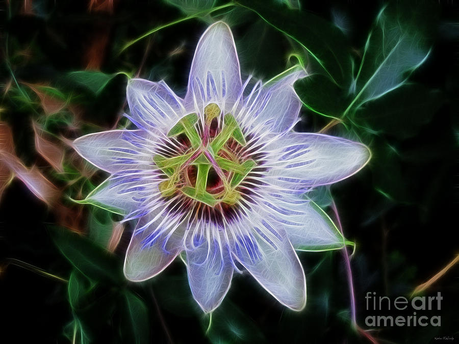Passion Flower Photograph by Kathie McCurdy