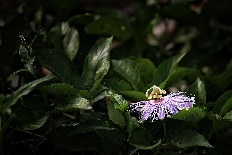 Passion Flower Photograph by Michael Dougherty