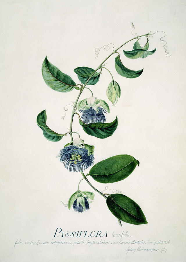 Passion Flower Photograph by Natural History Museum, London/science Photo Library