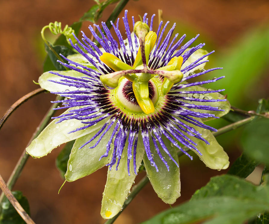 Passion Flower Photograph by Patricia Schaefer