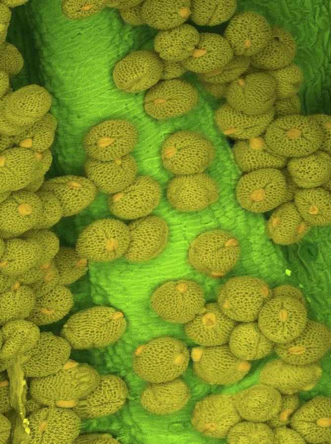 Passion Flower Pollen Photograph by Karl Gaff/science Photo Library