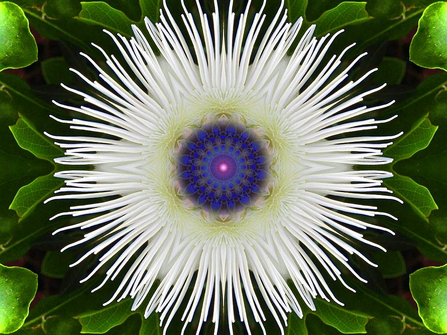 Passion Flower Portal Mandala Digital Art by Diane Lynn Hix