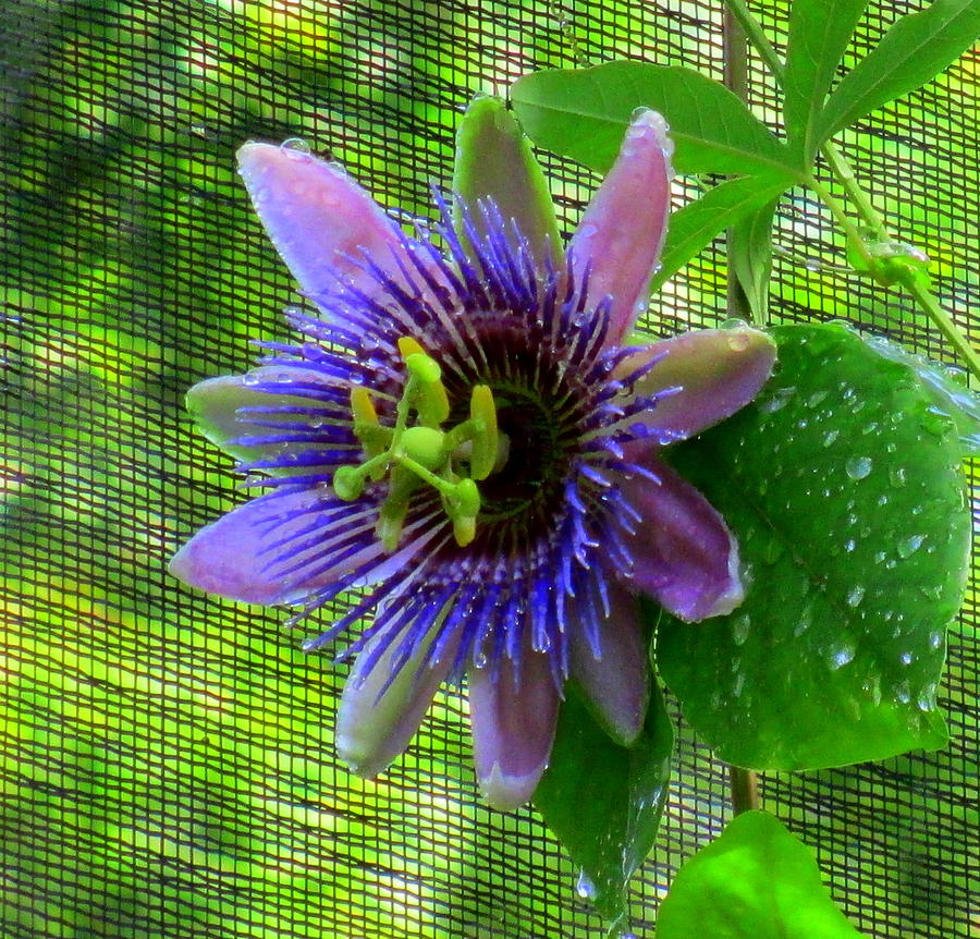 Passion Flower Photograph by Randall Weidner