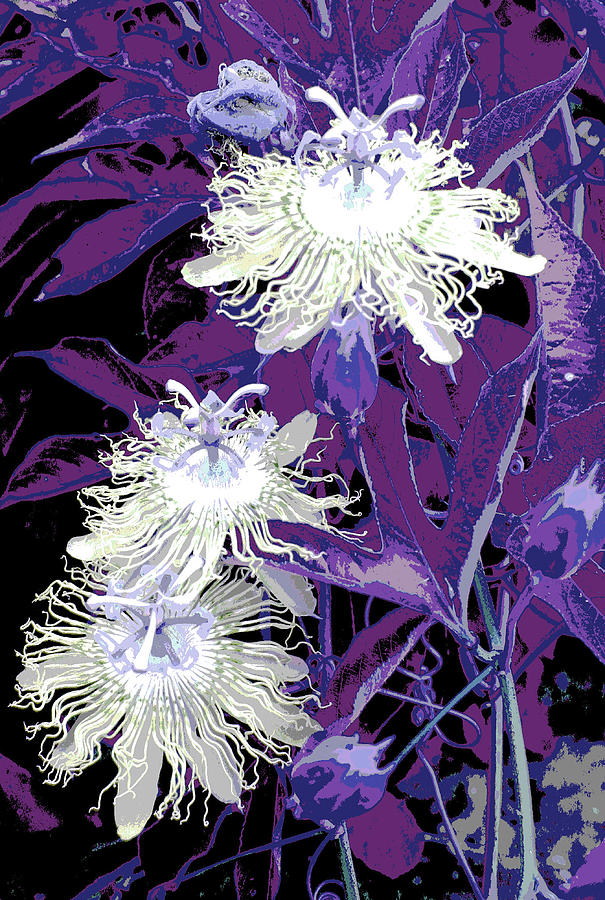 Passion Flower Photograph by Robert Camp