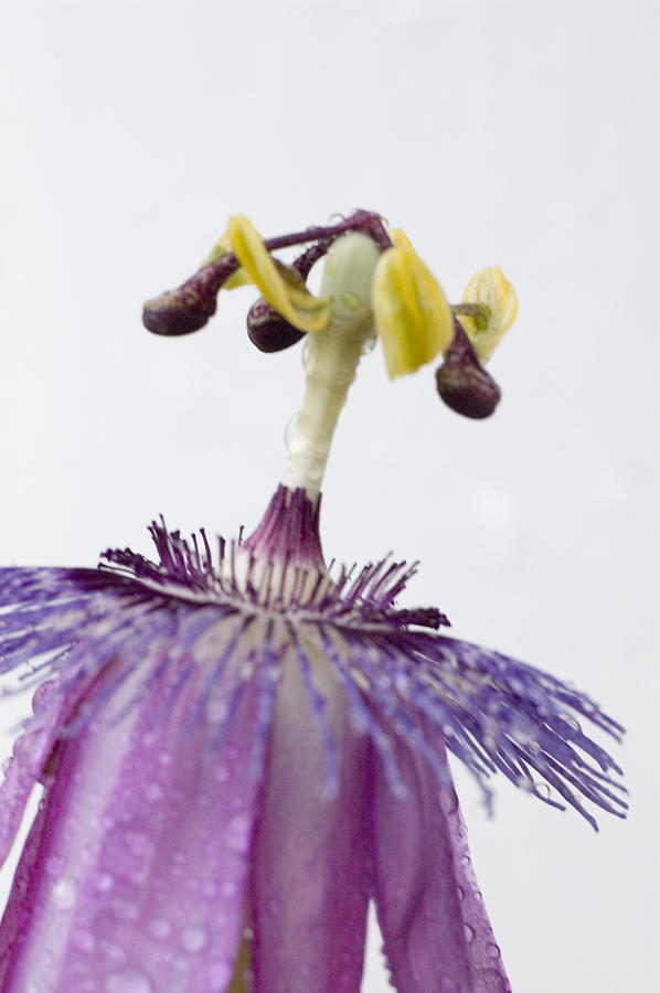 Passion Flower Photograph by Robert Culver