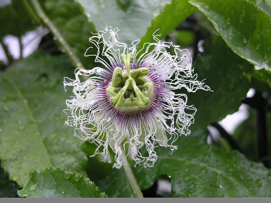 Passion flower Photograph by Ron Harpham