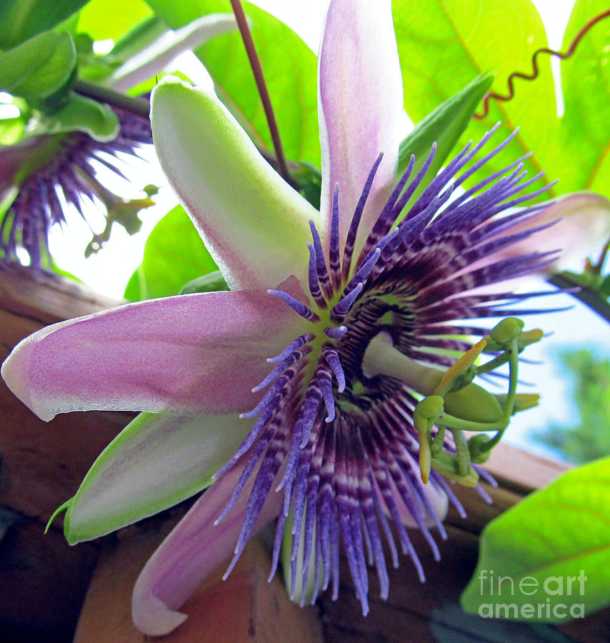 Flower Photograph - Passion Flower by Tina M Wenger