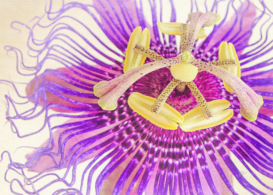 Passion Flower Photograph by TK Goforth