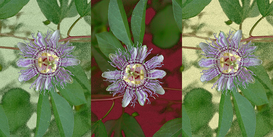 Passion Flower Triptych Photograph by Tom Wurl