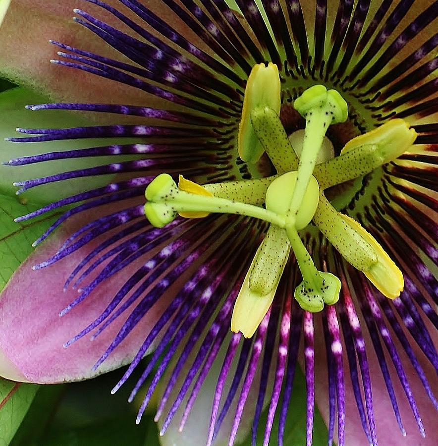 Summer Photograph - Passion Flower Up Close by Bruce Bley