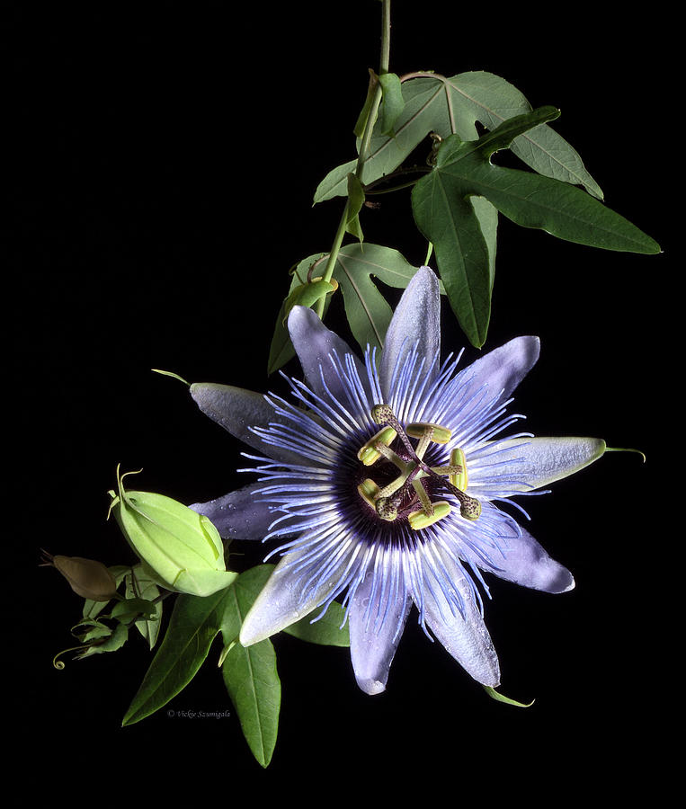 Passion Flower Photograph by Vickie Szumigala