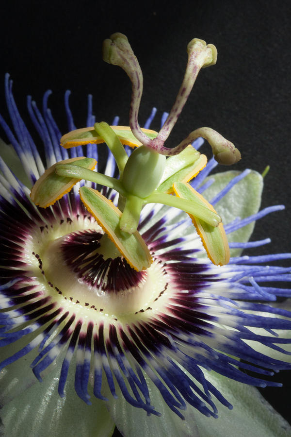 Passion Flower Photograph by W Chris Fooshee