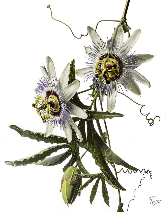 Passion Flowers Photograph by Endre Balogh