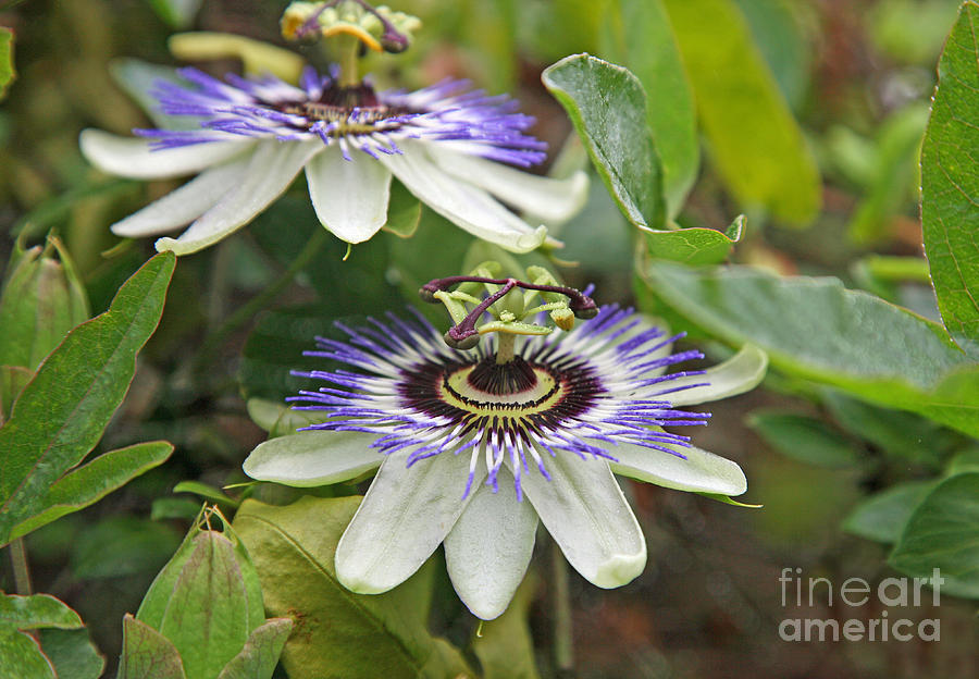 Passion Flowers Photograph by John Keates