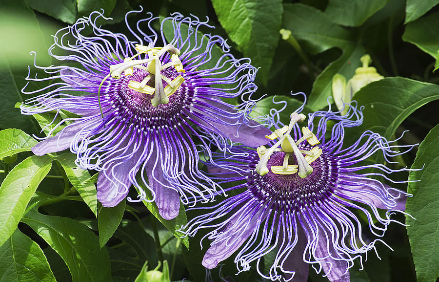Passion Flowers Photograph by Kenneth Albin