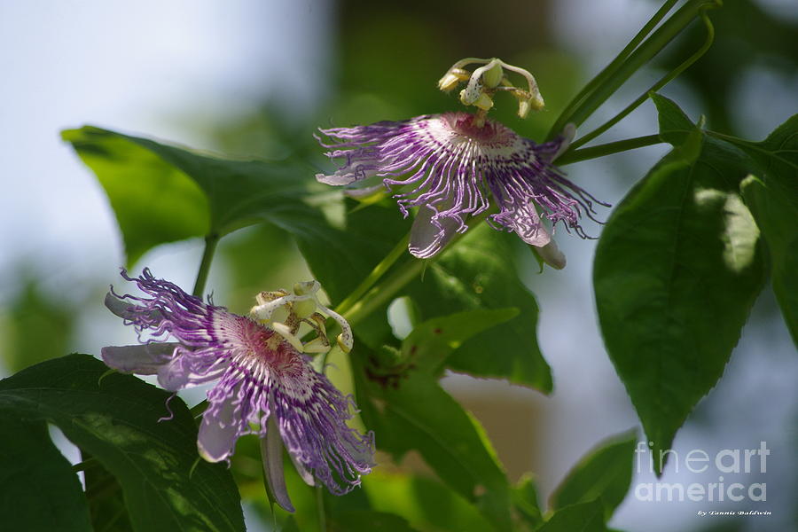 Passion flowers Photograph by Tannis  Baldwin