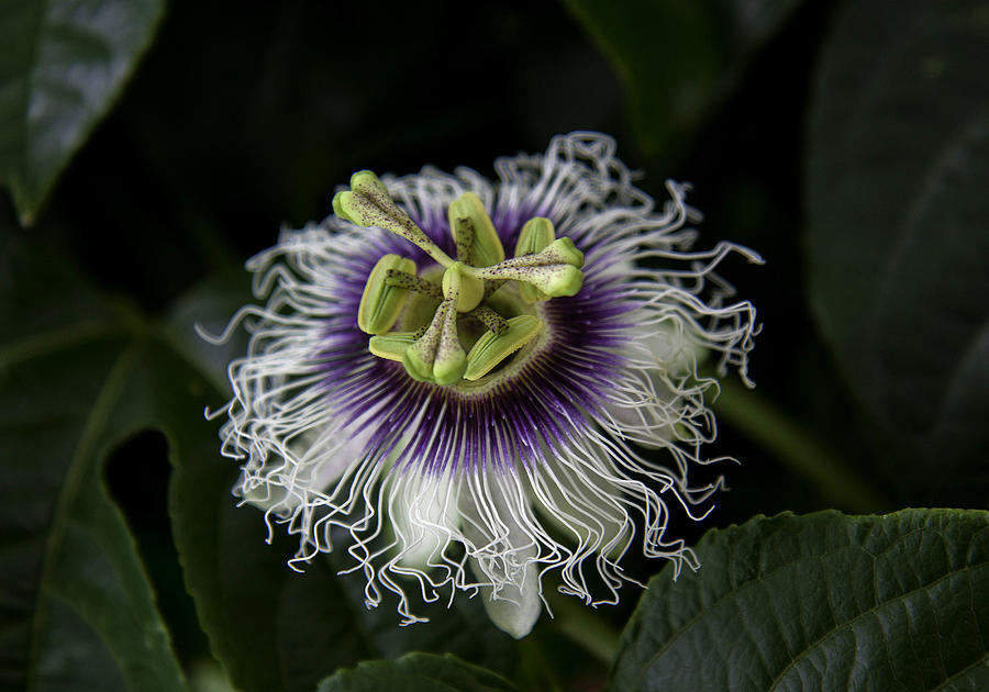 Passion Fruit Blossom Photograph by Gary Hughes