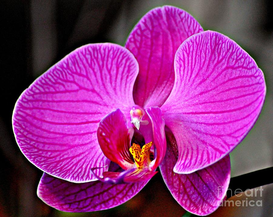 Orchid Photograph - Passion II by Nona Kumah