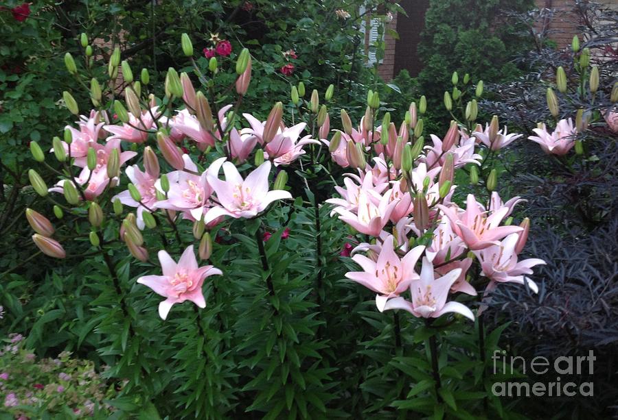 Spring Photograph - Passion Pink Lily by G G Fillingham
