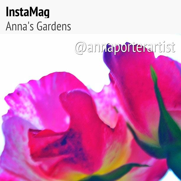 Abstract Photograph - Passion #royalsnappingartists by Anna Porter