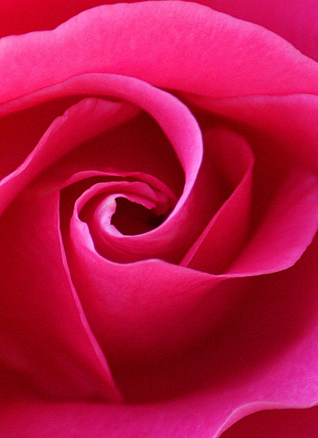 Rose Photograph - Passion by The Art Of Marilyn Ridoutt-Greene